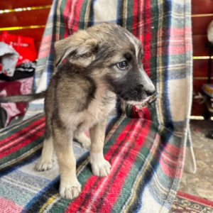 Adopter Fidji