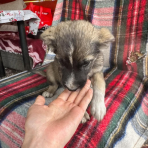 Adoption Fidji