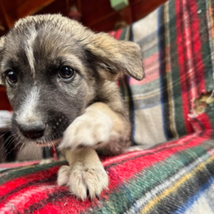 Adoption Fidji