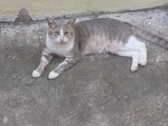 Adopter Loulou