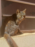Adopter  chat : Precious