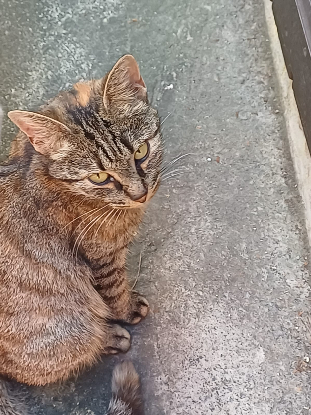 Adopter Precious