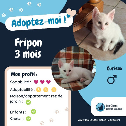 Adopter Fripon