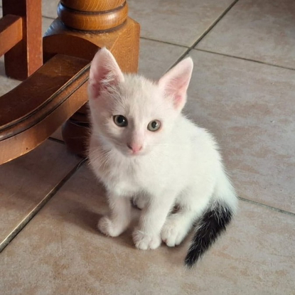 Adopter Fripon