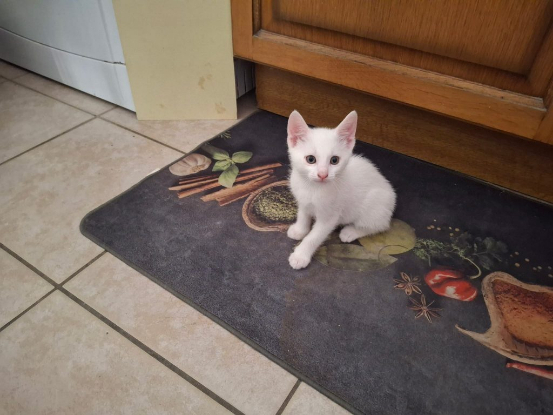 Adopter Fripon