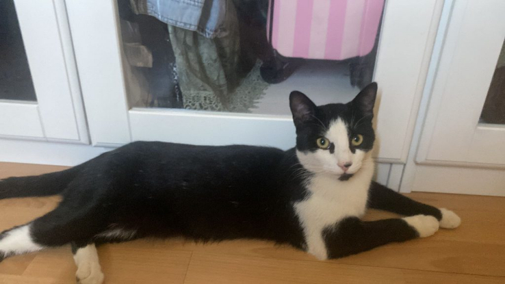 Adopter Milou