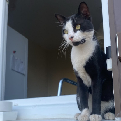 Adopter Milou