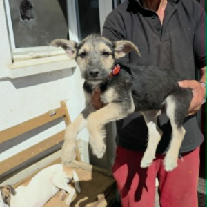 Adopter Goe