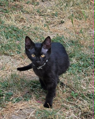 Adopter Archie