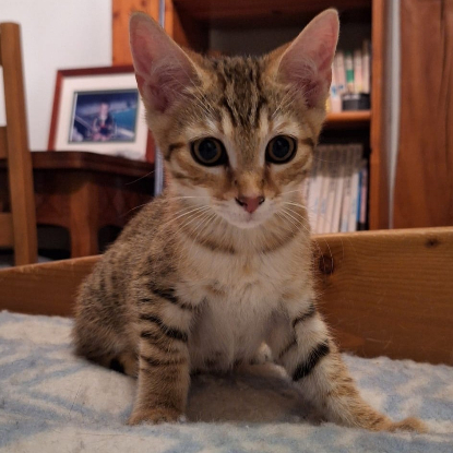 Adopter Gamin