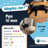 Pipo