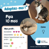 Pipa