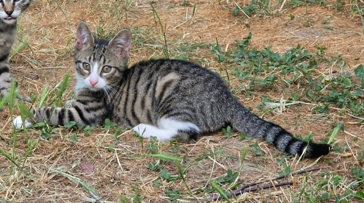 Adopter Mistigri