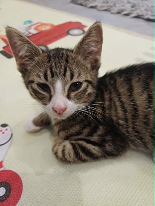 Adopter Mistigri