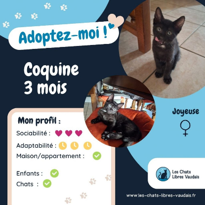 Adopter Coquine
