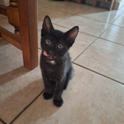 Adopter Coquine