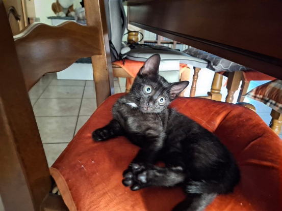 Adopter Coquine