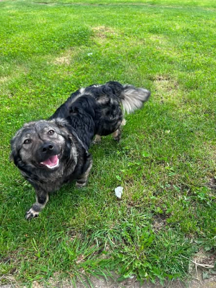 Adopter Isis