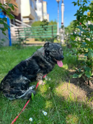 Adopter Isis
