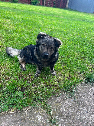 Adopter Isis