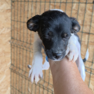 Adopter Neo