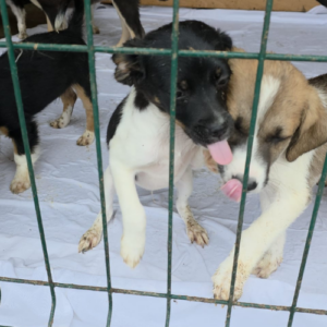 Adoption Neo