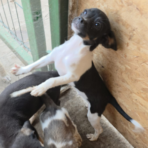 Adoption Neo