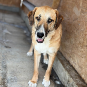 Adopter Mari