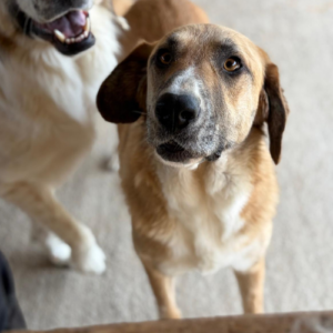Adoption Mari