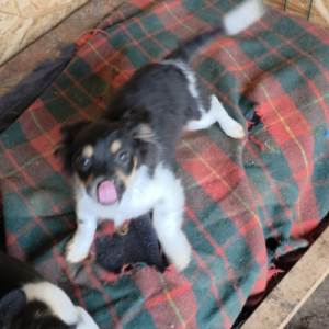 Adopter Nova