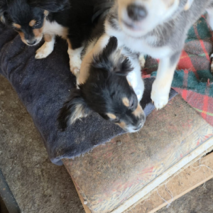 Adopter Nova