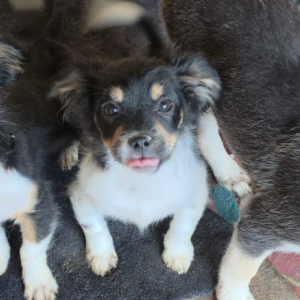 Adoption Nova