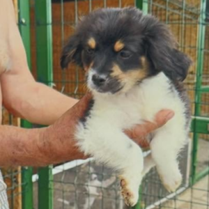 Adoption Nova