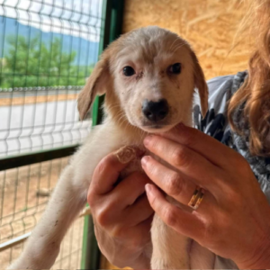 Adopter Olga