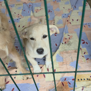 Adopter Olga
