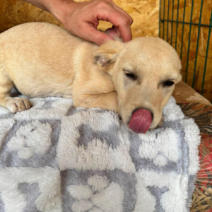 Adopter Tazia