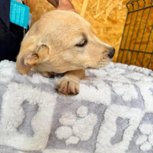 Adopter Tazia