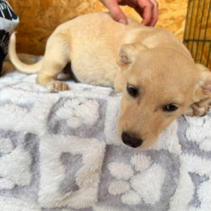 Adoption Tazia