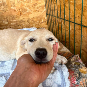 Adoption Tazia