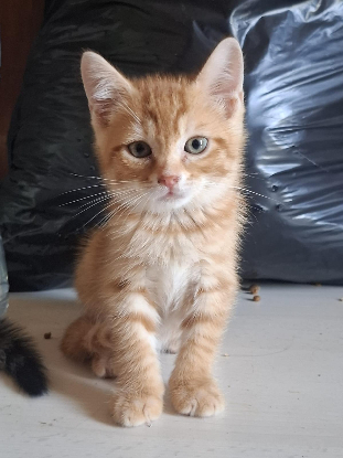 Adopter Biscotte