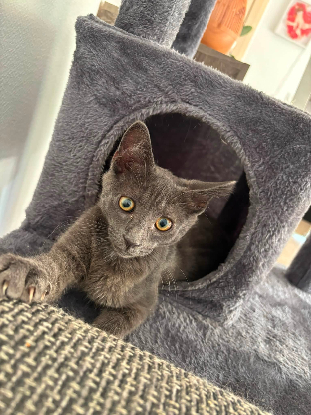 Adopter Fileo