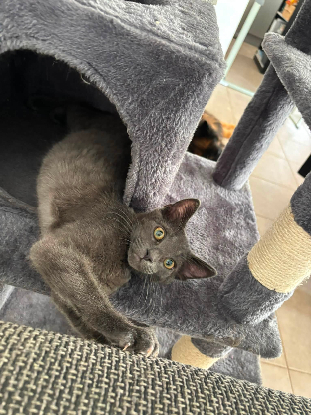 Adopter Fileo