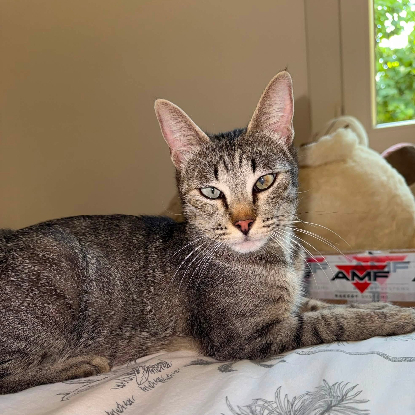 Adopter Zélye