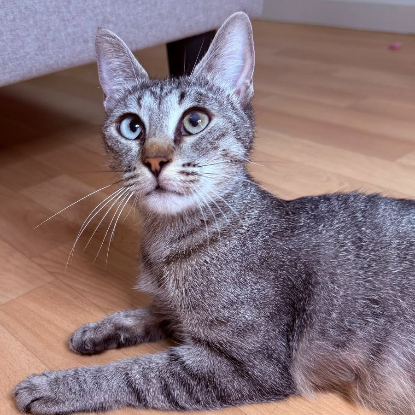 Adopter Zélye