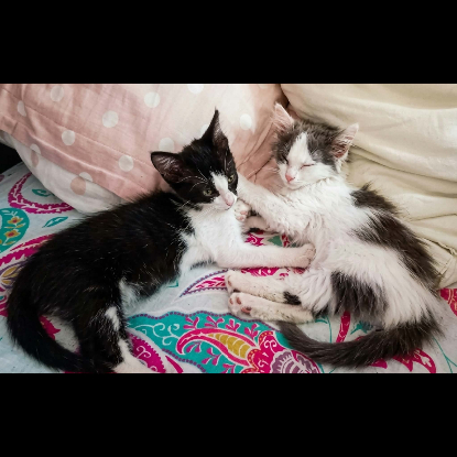 Adopter Ceres et sirius