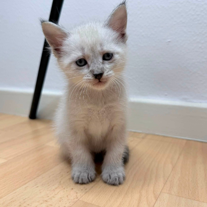Adopter Khalis