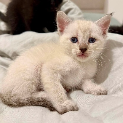Adopter Khalis
