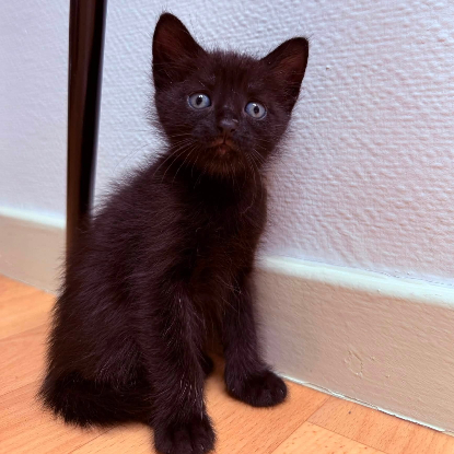 Adopter Nefra