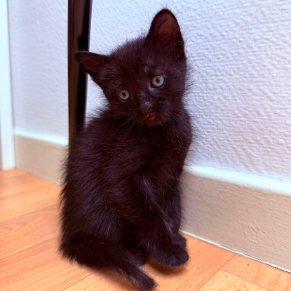 Adopter Nefra
