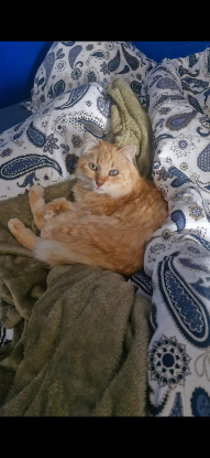 Adopter Indy